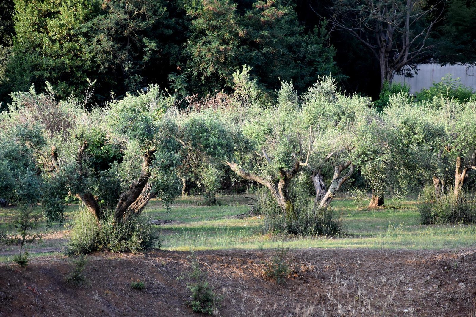 Pielgrzymka10